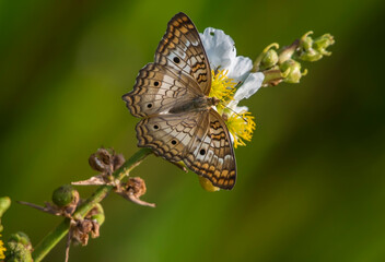Schmetterling in der Natur - butterfly in nature - papillon dans la nature	