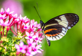 Obraz na płótnie Canvas Schmetterling in der Natur - butterfly in nature - papillon dans la nature 