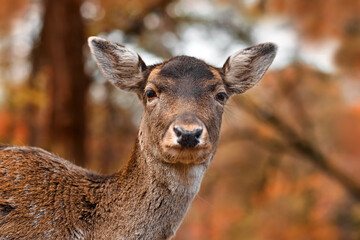 Head of fawn European fallow deer in autumn forest