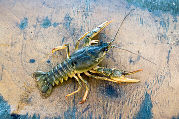 Live river crayfish with claws and whiskers