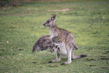 Kangaroo