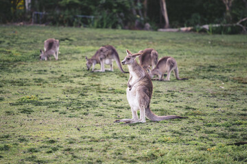 Kangaroo