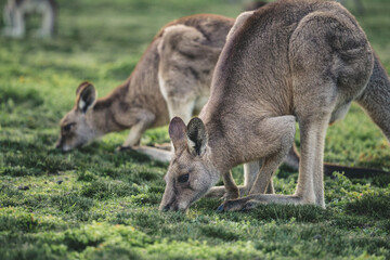 Kangaroo