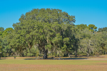 Fototapeta na wymiar Live Oak with Spanish Moss growing on them in Reed Bingham State Park in Adel, Colquitt County, Georgia