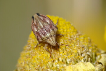 Bug (Odontotarsus callosus)