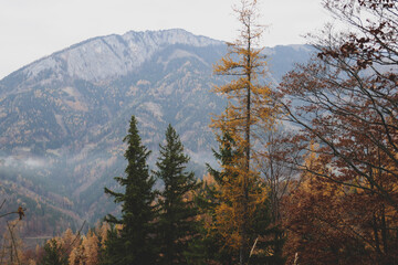 Beautiful autumn forest, leaves are falling. Autumn mountains in Austria.