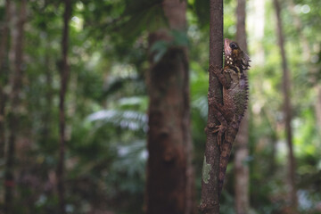 Boyd forest dragon, dragón del bosque, australia, daintree