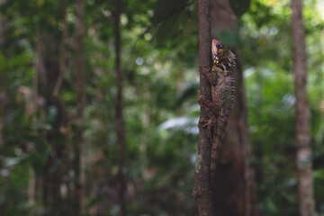 Boyd forest dragon, dragón del bosque, australia, daintree
