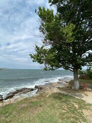 tree on the beach
