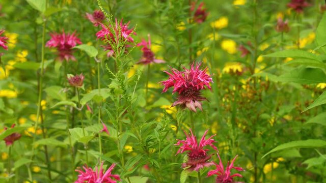 Wildflower meadow with Beebalm or Bergamot flower in focus. Late summer garden in Ontario, Canada.