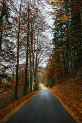 Beautiful autumn forest, leaves are falling. Autumn mountains in Austria.