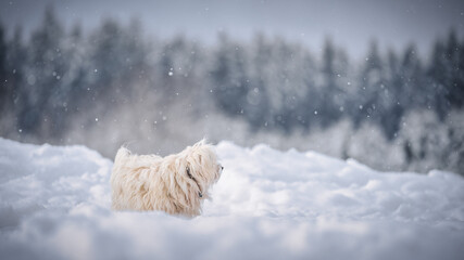 Hund im Winter