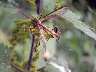 Crane fly in spider web