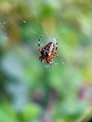spider on a web