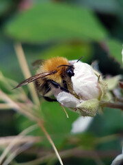 bee on a flower