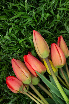 bouquet of red tulips on vertical green grass top view