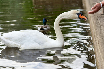 White swan with a long neck and a red beak eats food from hands