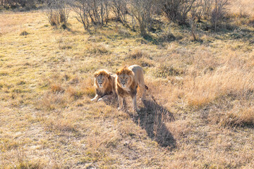 Two majestic lions in the savannah. Family pride of animals in the wild