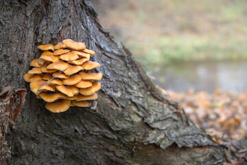 Wild enokitake or golden needle mushroom (Flammulina velutipes) on a tree bark