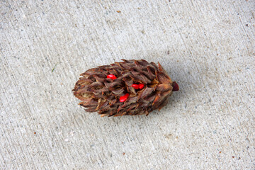 A magnolia seed pod cone with red berry fruits on the ground seen close-up from above