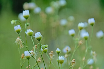 Closed white fleabane daisy flowers early in the morning, selective focus with soft green bokeh background