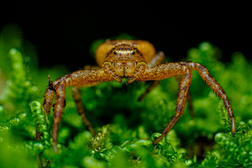 Running Crab Spider Macro