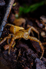 Running Crab Spider Macro