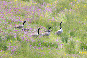 Geese in the flowers.