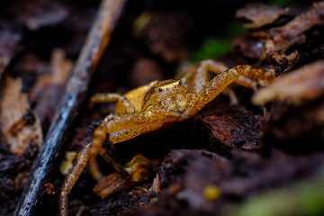 Running Crab Spider Macro