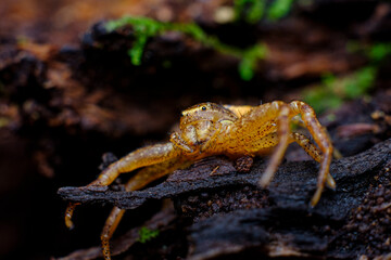 Running Crab Spider Macro