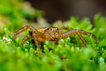 Running Crab Spider Macro