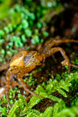 Running Crab Spider Macro