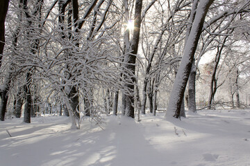 snow covered trees in the park with sun light