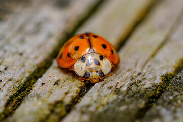 Invasive Species Asian Ladybeetle © Ezume Images