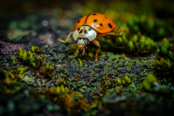 Invasive Species Asian Ladybeetle