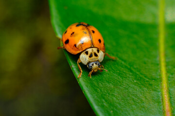 Invasive Species Asian Ladybeetle