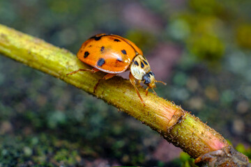 Invasive Species Asian Ladybeetle