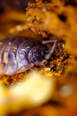 Pill Bug Armadillidiidae