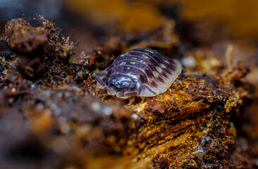 Pill Bug Armadillidiidae