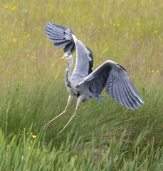 Landing grey heron