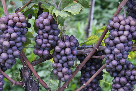 In Deutschland und Österreich wird diese Weinsorte Grauburgunder,  als Pinot gris  in Frankreich, Australien und Luxemburg und in Italien als Pinot grigio, im Wallis als Malvoi bezeichnet. 