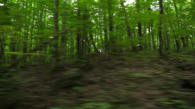 Driving past dense green summer forest. POV drive side view. Ontario, Canada.