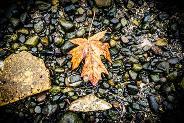 autumn leaf on the shore