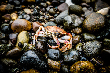 crab on the rocks