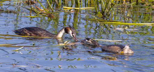 Grebe and young.