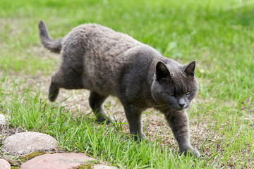 Naklejka premium A gray cat walks on green grass on a summer day