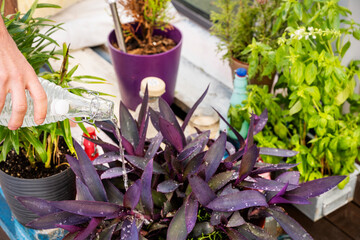 A hand watering purple plants on the terrace with a glass bottle