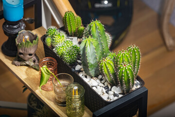 Plants, cacti and decorative objects on top a wood and metal shelf