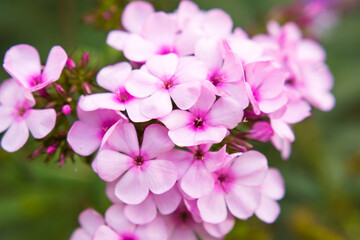 Pink, violet phlox flowers in the garden, summer close up image with selected focus
