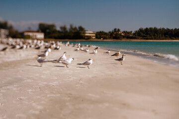 Birds on the Beach Sand Sea Water Ocean Pretty Funny Landscape Bird Fly Walk Staring into the Water 